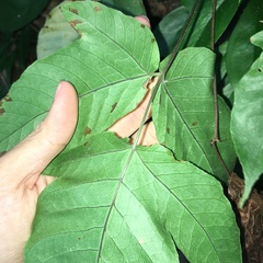 Tectaria polymorpha