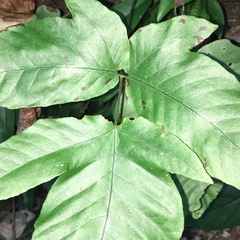Tectaria polymorpha