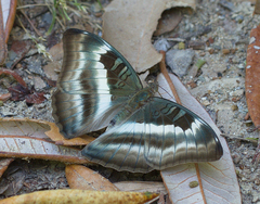 Auzakia danava danava