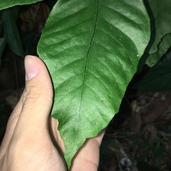Tectaria polymorpha