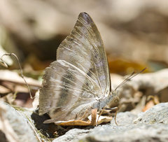 Auzakia danava danava