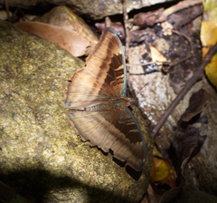 Auzakia danava danava