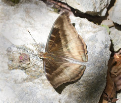 Auzakia danava danava