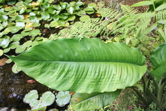 Spathiphyllum cochlearispathum
