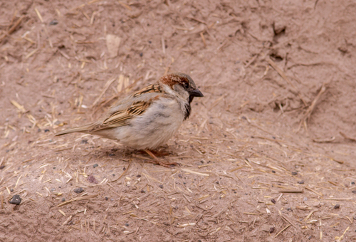 House Sparrow