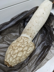 Phallus impudicus