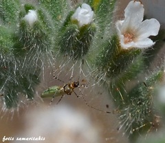 Gampsocoris