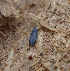 Graphocephala confluens