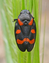 Cercopis arcuata