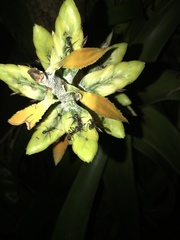 Dolichoderus decollatus