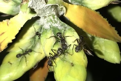 Dolichoderus decollatus