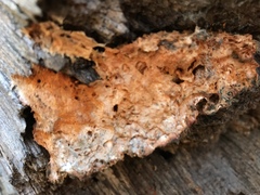 Pycnoporellus alboluteus