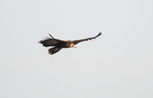 Hooded Vulture