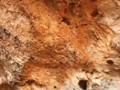 Pycnoporellus alboluteus