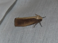 Ilemodes heterogyna
