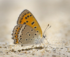Lycaena panava