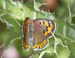 Lycaena panava