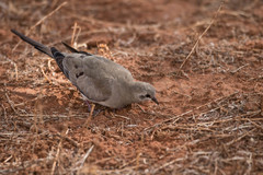 Oena capensis capensis