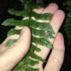 Hymenasplenium pseudobscurum