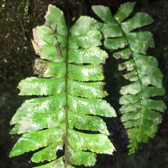 Hymenasplenium pseudobscurum
