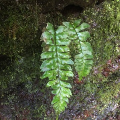 Hymenasplenium pseudobscurum