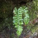 Hymenasplenium pseudobscurum - Photo (c) 洪阿愷, some rights reserved (CC BY-NC), uploaded by 洪阿愷