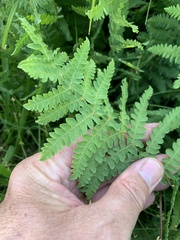 Thelypteris confluens