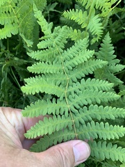 Thelypteris confluens