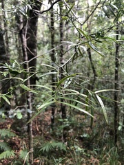 Afrocarpus falcatus