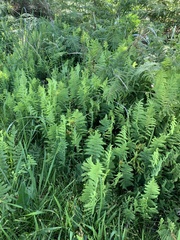 Thelypteris confluens