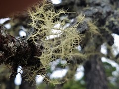 Usnea esperantiana