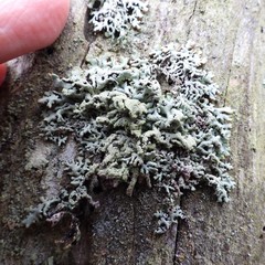 Hypogymnia farinacea