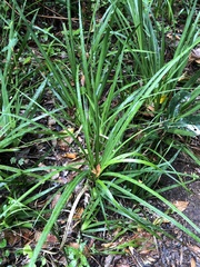 Dietes grandiflora