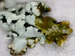 Hypogymnia farinacea