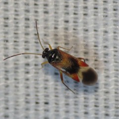 Ceratocapsus apicalis