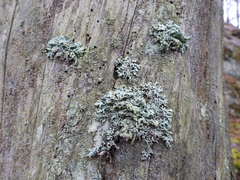 Hypogymnia farinacea