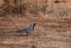 Oena capensis capensis