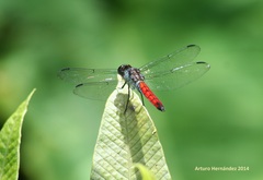 Libellula herculea