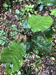 Trichocladus crinitus