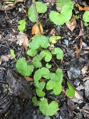 Centella asiatica