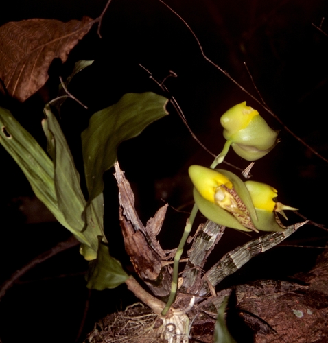 Large-Fruited Catasetum (Catasetum macrocarpum)