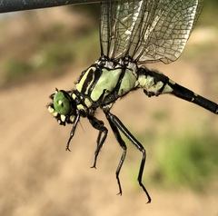 Shaogomphus schmidti