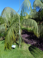 Dypsis onilahensis