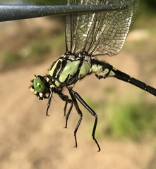 Shaogomphus schmidti