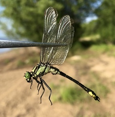 Shaogomphus schmidti