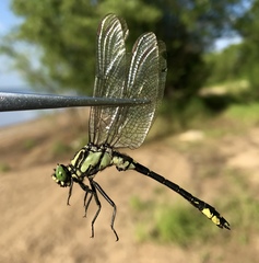 Shaogomphus schmidti