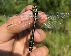Shaogomphus schmidti