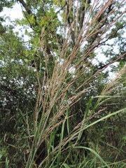 Arundo plinii