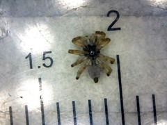 Menemerus semilimbatus