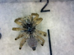 Menemerus semilimbatus